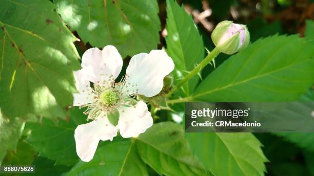 raspberry flower - crmacedonio stock-fotos und bilder