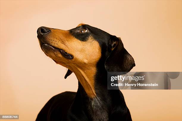 portrait of a daschund dog - dachshund stock pictures, royalty-free photos & images