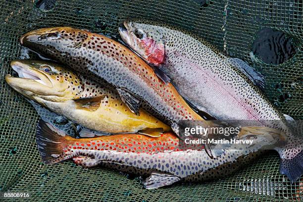 various trout in net. - trout stock photos et images de collection