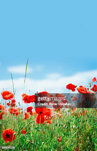 poppy field with blue sky. - papaverveld stockfoto's en -beelden