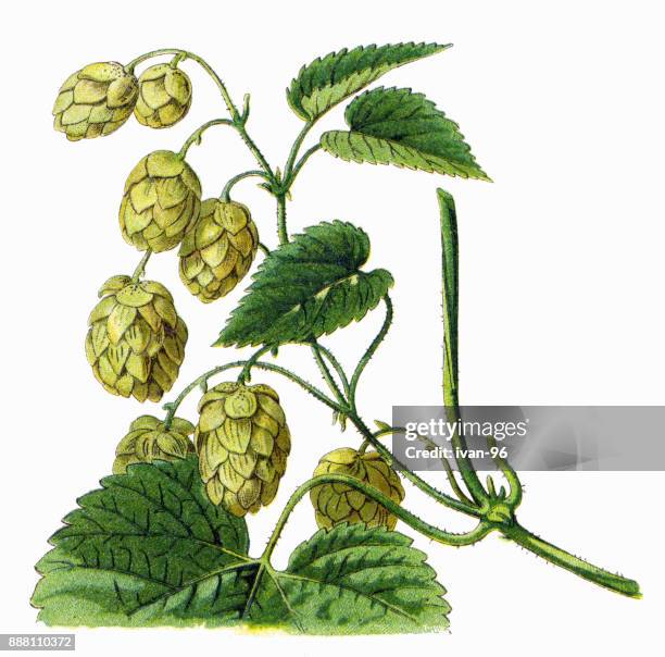 394点のホップイラスト素材 Getty Images 394点のホップイラスト素材 Getty Images