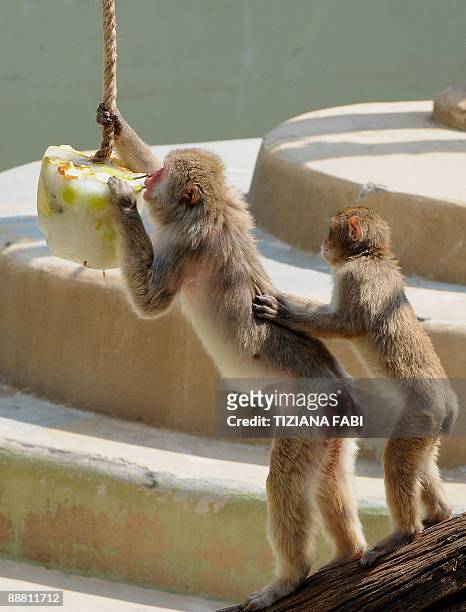 Two Macaque monkeys eat frozen fruit at Rome's bioparco zoo to fight the high temperatures of the Italian summer, on July 3, 2009. AFP PHOTO /Tiziana...