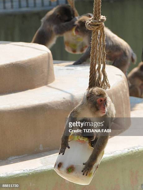 Macaque monkeys eat frozen fruit at Rome's bioparco zoo to fight the high temperatures of the Italian summer, on July 3, 2009. AFP PHOTO /Tiziana Fabi