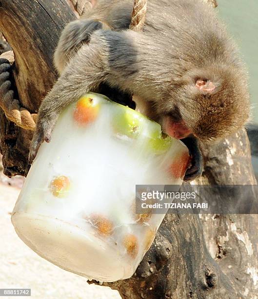 Macaque monkey eats frozen fruit at Rome's bioparco zoo to fight the high temperatures of the Italian summer, on July 3, 2009. AFP PHOTO /Tiziana Fabi