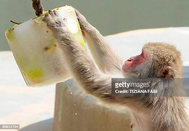 Macaque monkey eats frozen fruit at Rome's bioparco zoo to fight the high temperatures of the Italian summer, on July 3, 2009. AFP PHOTO /Tiziana Fabi