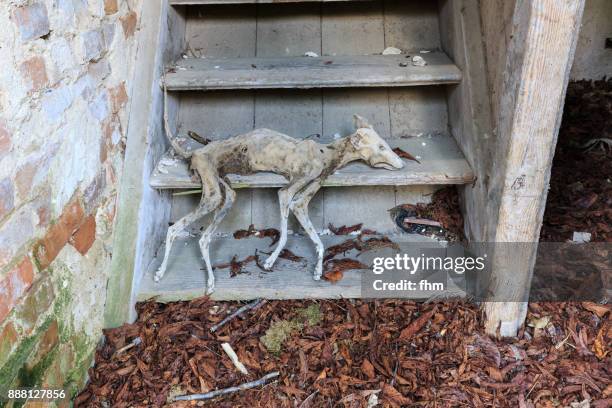 mummified body of a dead dog on the stairs of an abandoned building - usedom 個照片及圖片檔