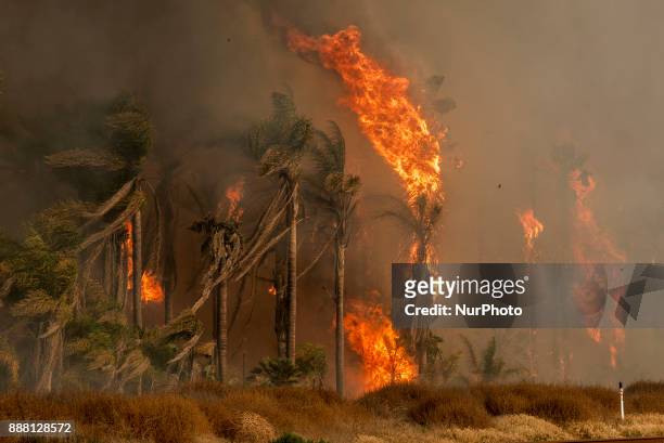 Palm trees in flames as the Thomas wildfire rages in Ventura, California on December 7, 2017. Firefighters across Southern California are battling...