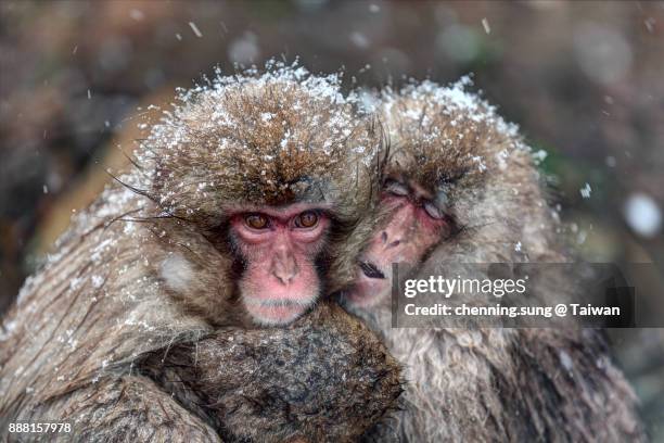 japanese macaque or snow monkey male portrait - snow monkeys stockfoto's en -beelden