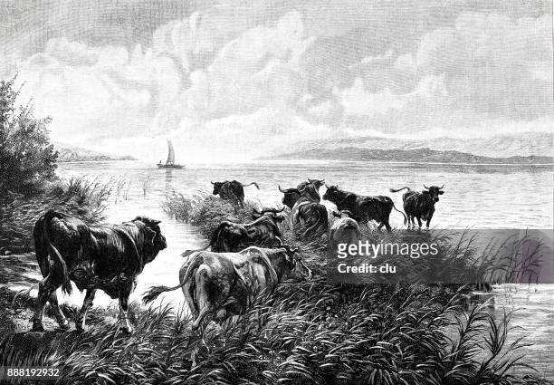 cow herd going into a lake - zürichsee stock illustrations