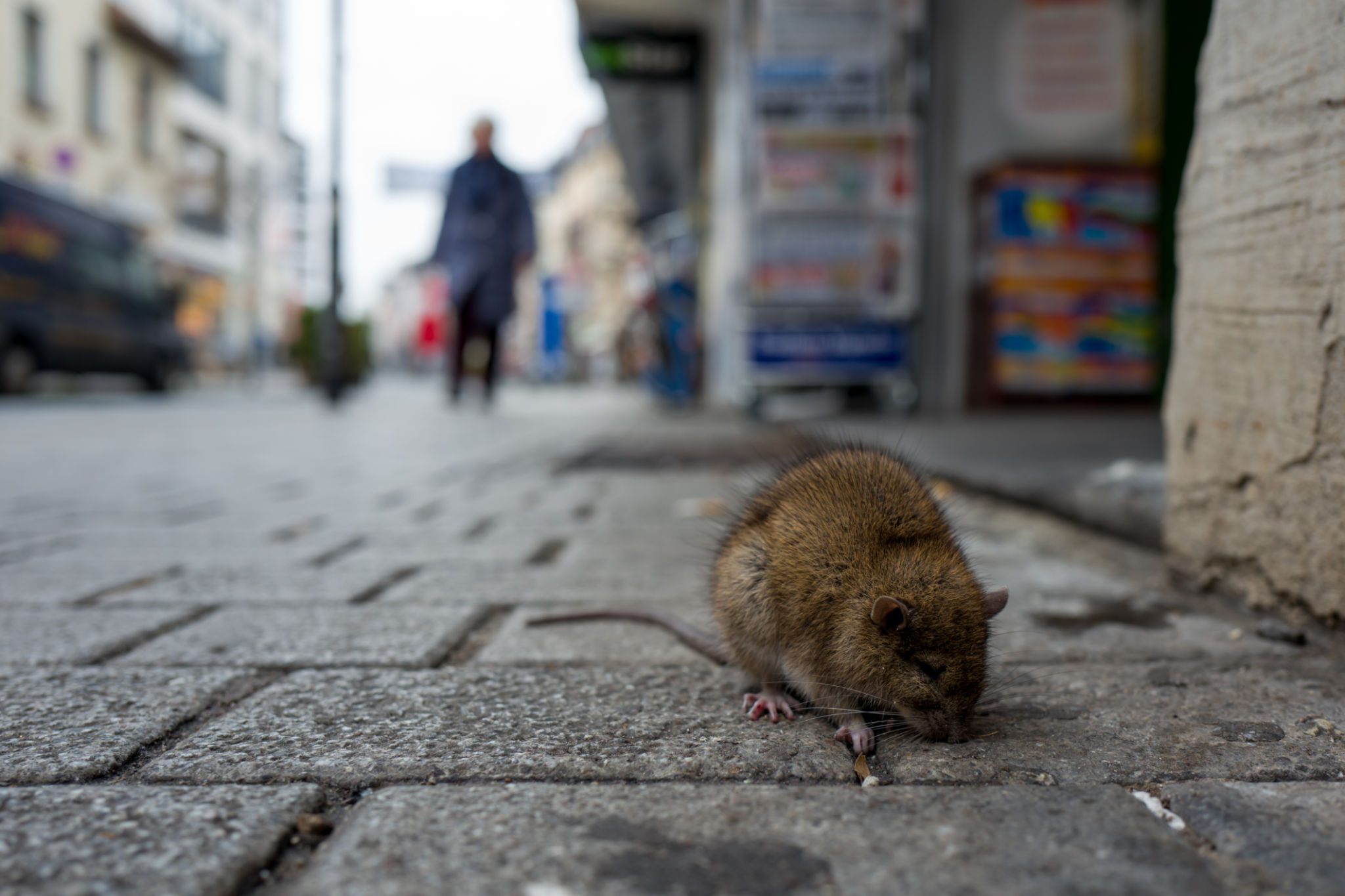 urban pests