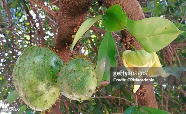 graviola: tree, flower and fruits - crmacedonio stock pictures, royalty-free photos & images