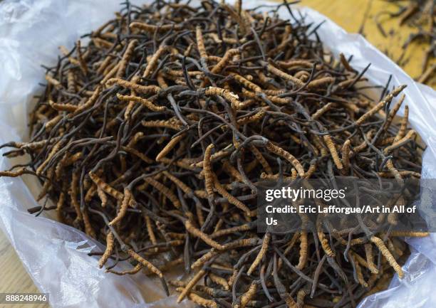 Caterpillar fungus found in the tibetan mountains, Qinghai province, Sogzong, China on October 29, 2017 in Sogzong, China.