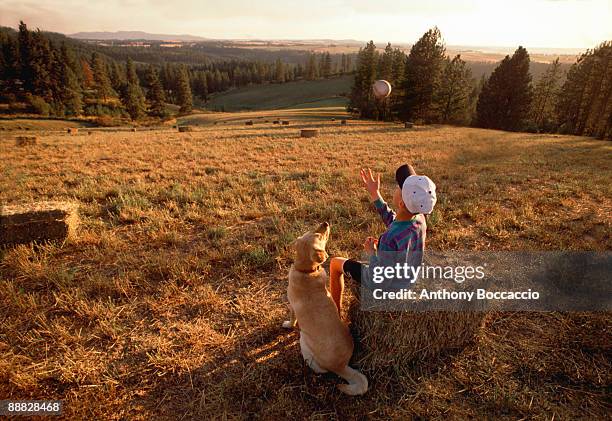 young boy and his dog with baseball in field - straw dogs stock pictures, royalty-free photos & images