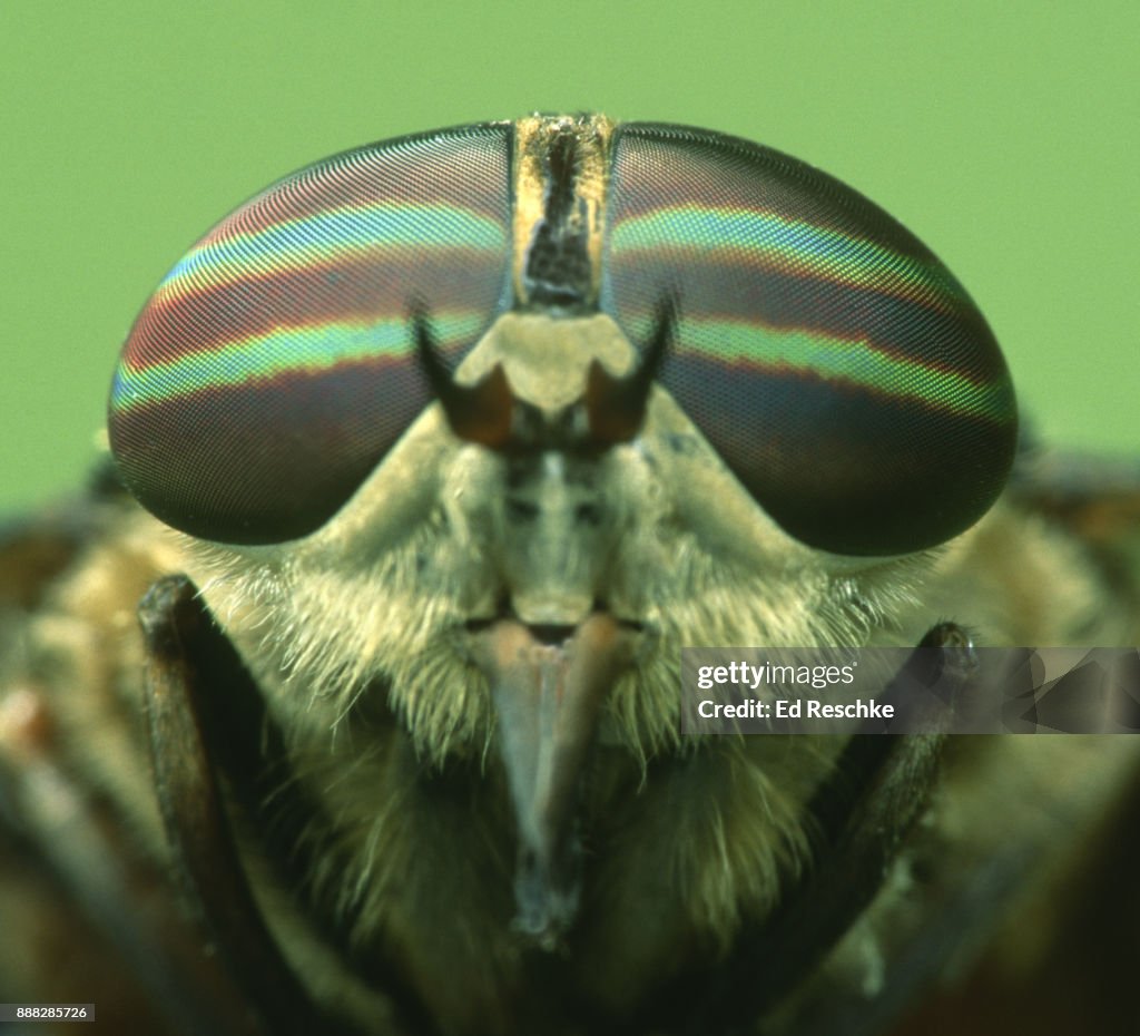 COMPOUND DYES of a STRIPED HORSE FLY (Tabanus lineola) with thousands of individual lenses