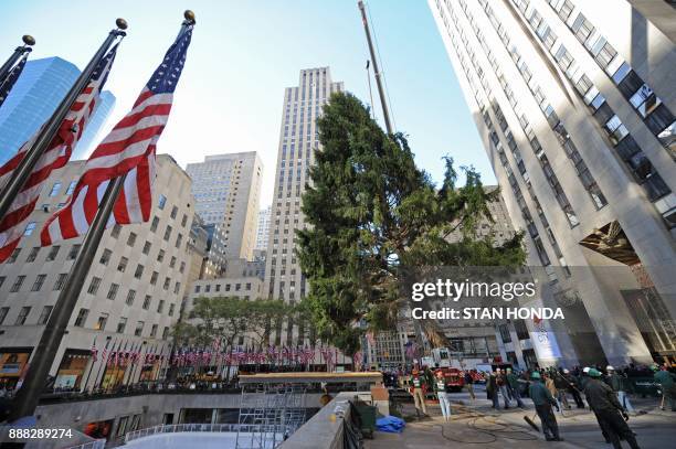 The 74 foot Norway spruce that will become the Rockefeller Center Christmas tree is lifted into place by a crane on November 12, 2010 in New York....