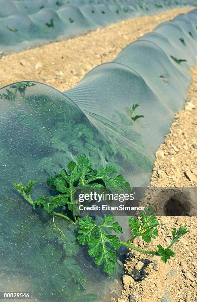 plastic protecting crops , qumran , israel - qumran stock pictures, royalty-free photos & images