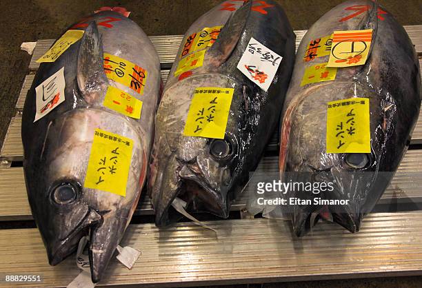 tsukiji fish market , tokyo , japan - mercato del pesce di tsukiji foto e immagini stock