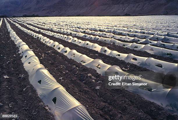 plastic protecting crops , qumran , israel - qumran stock pictures, royalty-free photos & images