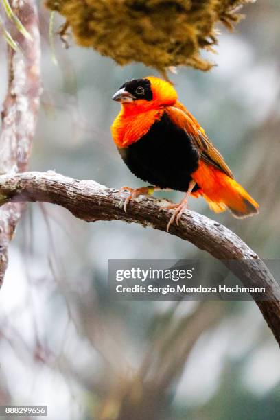 northern red bishop (orange bishop) in an aviary - mexico city, mexico - euplectes orix stock pictures, royalty-free photos & images
