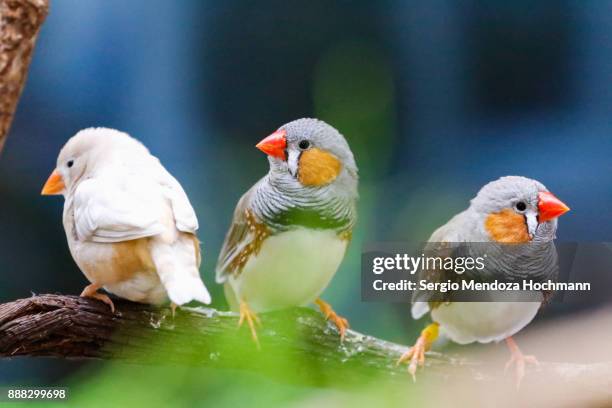 zebra finch in an aviary - mexico city, mexico - volière stockfoto's en -beelden