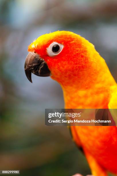 sun parakeet (sun conure) in an aviary - mexico city, mexico - sun conure stock pictures, royalty-free photos & images