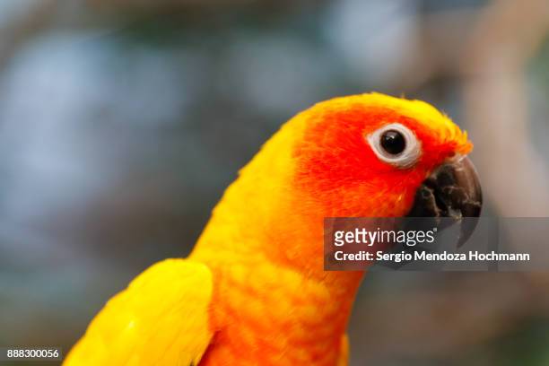 sun parakeet (sun conure) in an aviary - mexico city, mexico - sun conure stock pictures, royalty-free photos & images