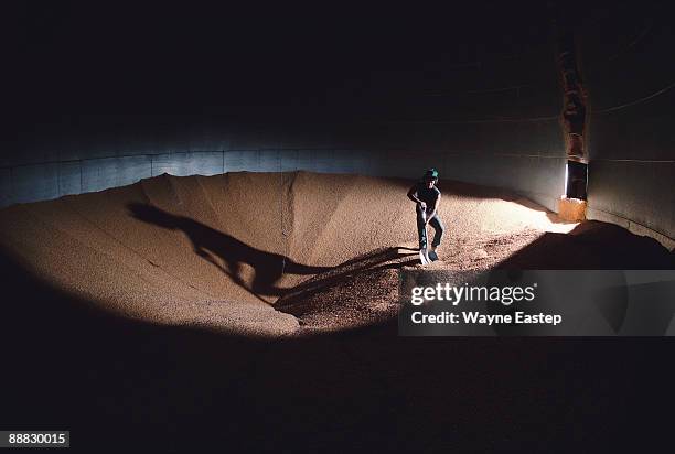 man working inside corn silo - silage stock pictures, royalty-free photos & images