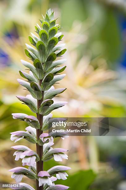 bear's breeches plant - bear's breeches stock pictures, royalty-free photos & images