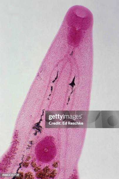 chinese liver fluke (clonorchis sinensis) a serious parasite in asia, 25x - 肝吸虫 ストックフォトと画像