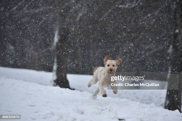 Ella, an Irish Doodle, a cross between an Irish red setter and a poodle, plays in the snow at Stormont on December 8, 2017 in Belfast, Northern...