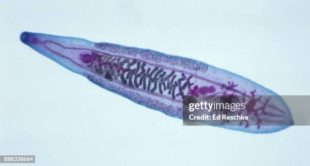 chinese liver fluke (clonorchis sinensis) affects 30 million people, 4x - faringe - fotografias e filmes do acervo