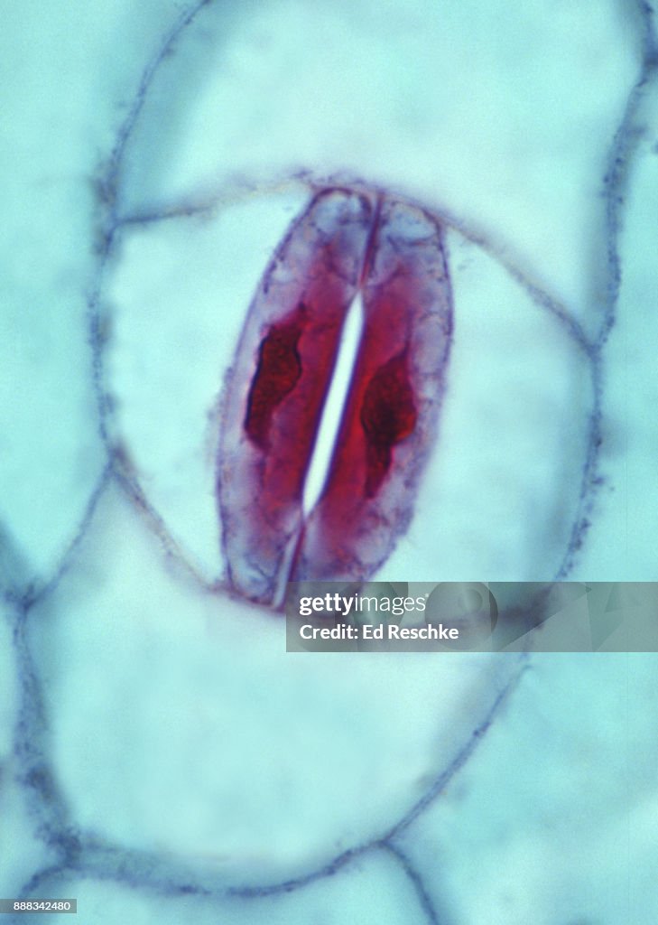 STOMA and GUARD CELLS in the Epidermis of a leaf, Spiderwort (Tradescantia sp) 250X
