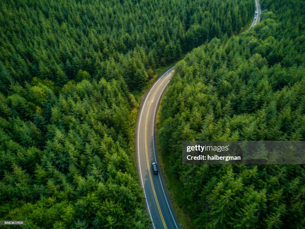 Driving Through Forest - Aerial View