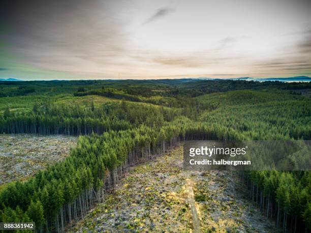 ontbossing in beheerde bossen in washington, verenigde staten - deforestation stockfoto's en -beelden