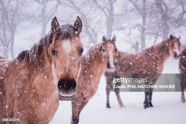 Mountain ponies stand in the snow at a farm in Llangollen, north Wales, on December 8 as Storm Caroline plunges temperatures across the UK. / AFP...