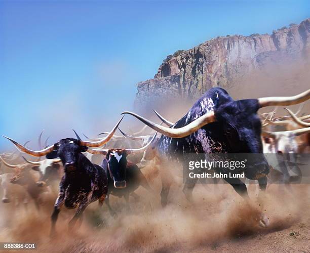 longhorn cattle running, california, usa (digital composite) - fuggire foto e immagini stock