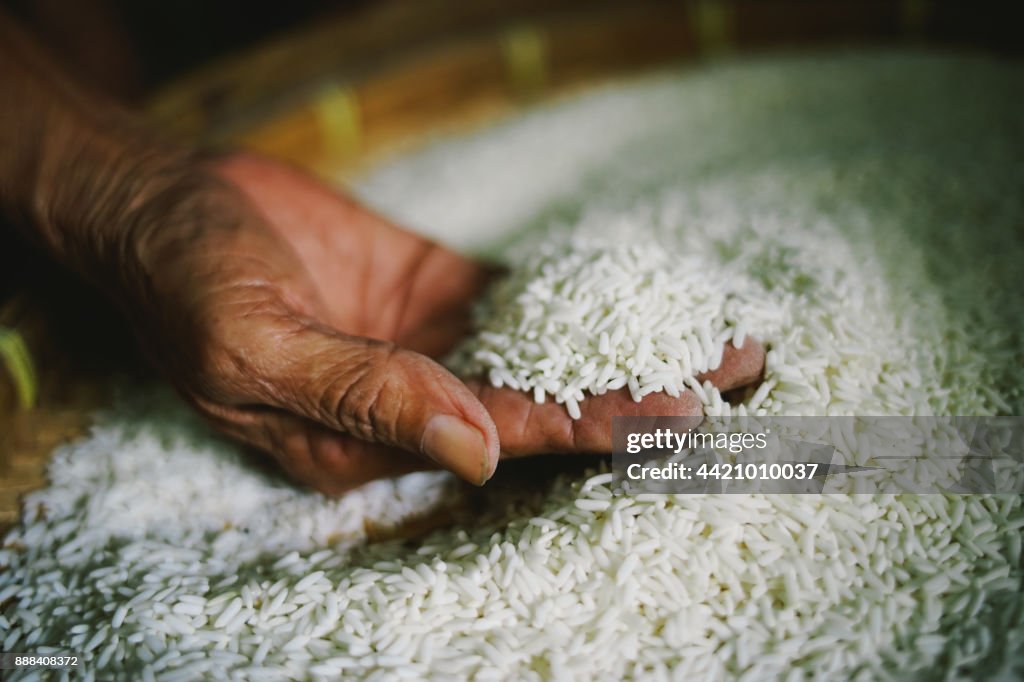 Woman hands holding rice for survival