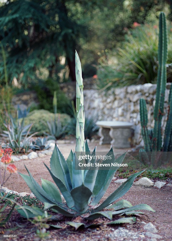Budding Agave plant in garden
