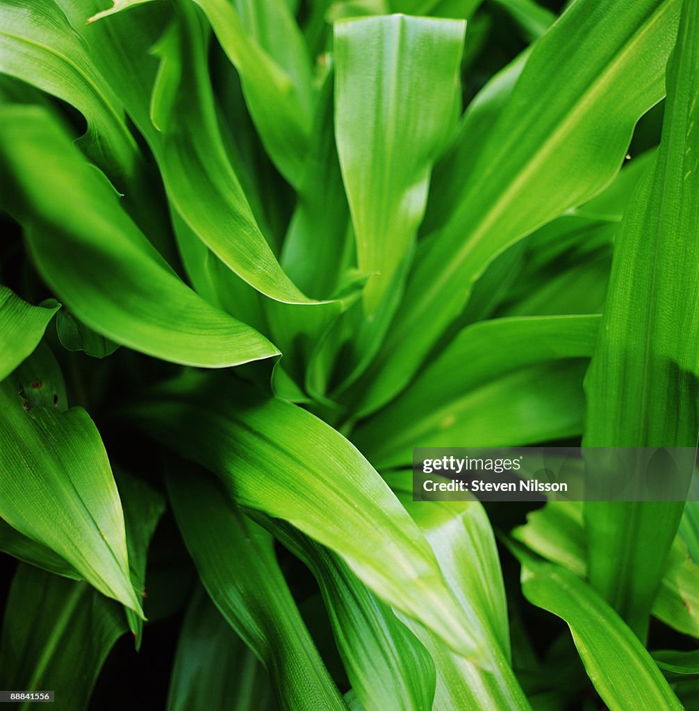 Lush leaves