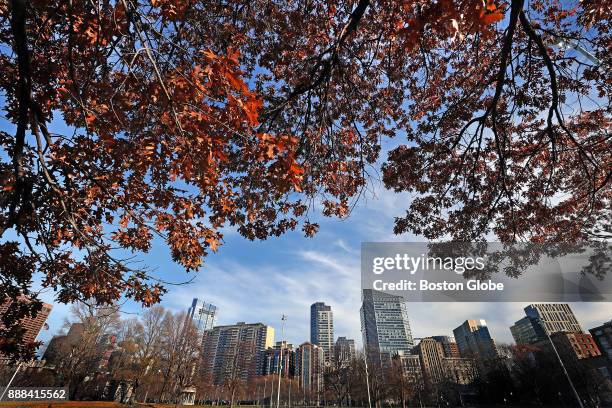 Leaves cling to a tree on the Boston Common on Dec. 6, 2017. This year, balmy weather has scrambled the classic autumn script and some tree species,...