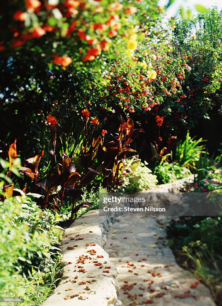Walkway through garden with cannas and abutilon