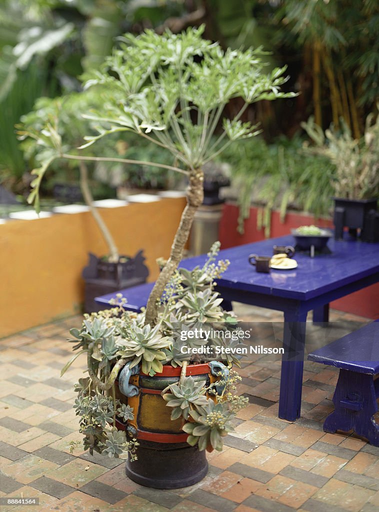 Patio furniture and plants
