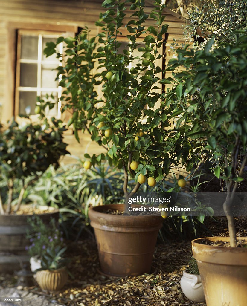 Potted lemon trees