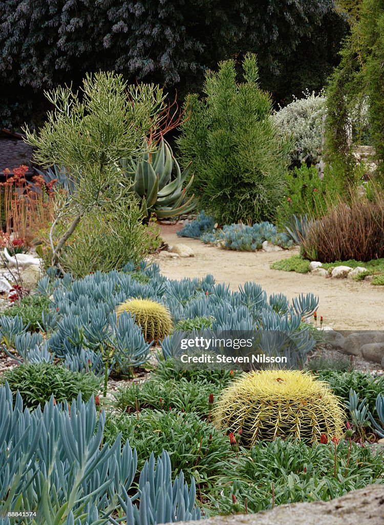 Xeric garden