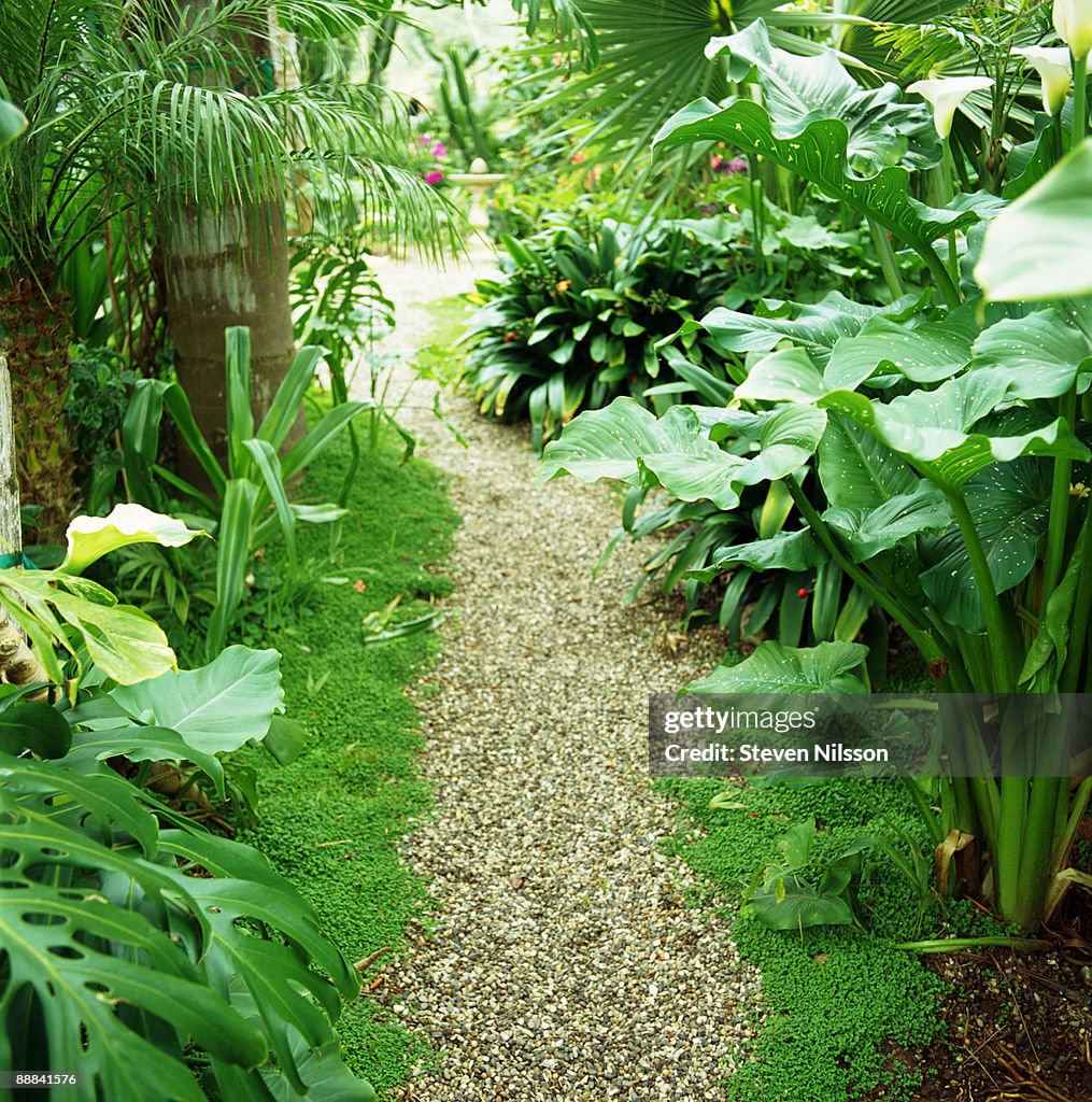 Pathway through garden