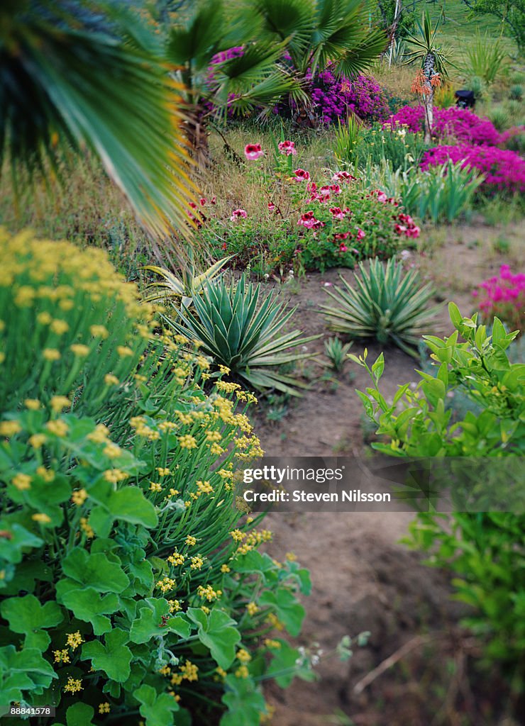 Agave garden