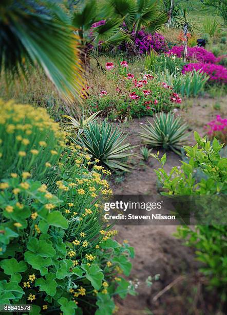 agave garden - peppermint geranium stock pictures, royalty-free photos & images