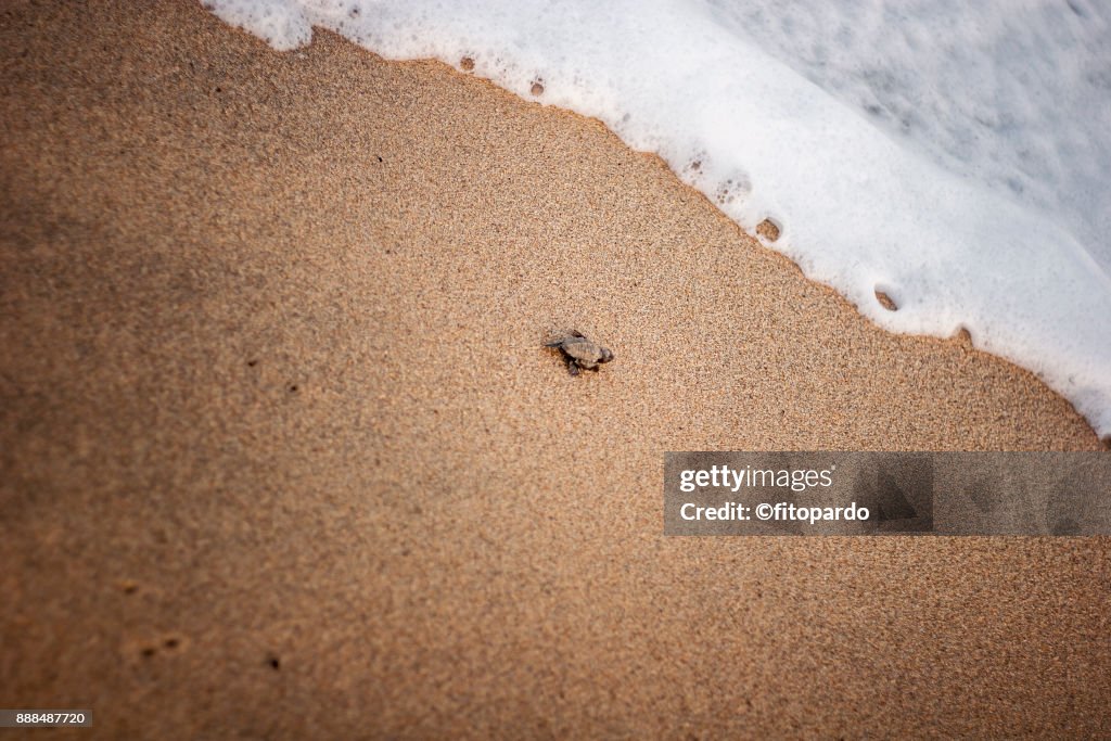 Loggerhead sea turtle (Caguama) just about to enter the ocean