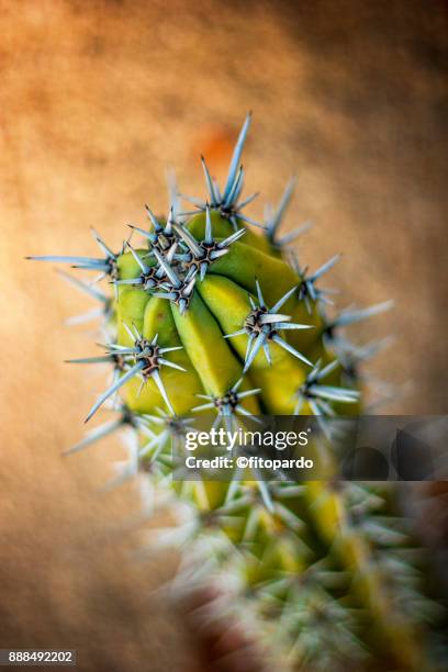 clos up of a cactus and areoles - areoles stock-fotos und bilder