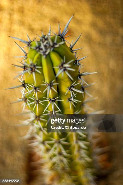 clos up of a cactus and areoles - areoles stock pictures, royalty-free photos & images